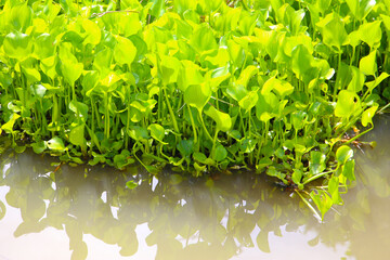 Dense cluster of water hyacinth plants floating on the water surface.