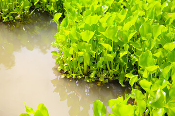 Dense cluster of water hyacinth plants floating on the water surface.