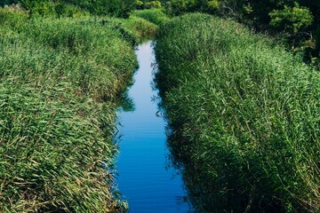 Narrow water canal surrounded by tall green reeds on a sunny summer day.