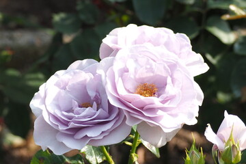 6月の薔薇の花
