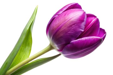 Fototapeta premium Panoramic close-up: a single purple tulip, stark white background, perfect design element.