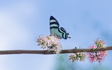 A North Queensland Day Moth with surprisingly colorful wings as it hovers above pink wildflowers against a blue sky and cloud background on the Atherton Tablelands in North Queensland, Australia.