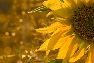 Close-up of a sunflower (Helianthus annuus) backlit by warm sunset light, highlighting its vibrant yellow petals	
