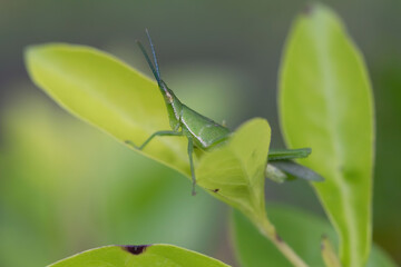 Green locust of the genus Atractomorpha of the family Pyrgomorphidae