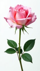 Delicate light pink rose with water droplets, isolated on white Top view , botany, white background