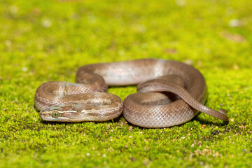 Brown House Snake (Boaedon capensis) Close-Up on Mossy Ground – Non-Venomous African Reptile