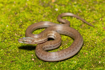 Brown House Snake (Boaedon capensis) Close-Up on Mossy Ground – Non-Venomous African Reptile