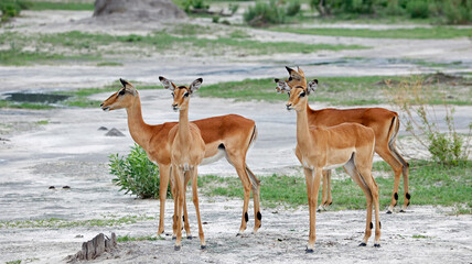 Impala in the Okavango delta