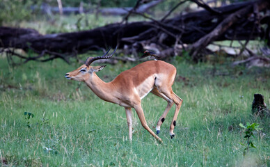 Impala in the Okavango delta