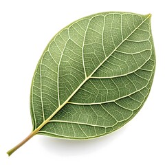 Obraz premium Ficus Deltoidea Leaf Charming Small Rounded Green Tropical Foliage with Smooth Surface and Golden Highlights on Pure White Background for Minimalist Botanical Decor and Fresh Nature Design