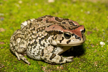 Raucous Toad (Sclerophrys capensis), also known as a Ranger’s toad, on Mossy Ground – African Amphibian Close-Up