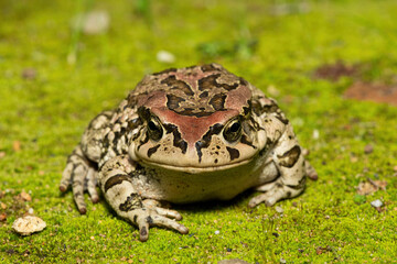 Raucous Toad (Sclerophrys capensis), also known as a Ranger’s toad, on Mossy Ground – African Amphibian Close-Up