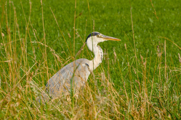 close-up of a grey heron hiding in dense grass, highlighting its camouflage and alert posture in...