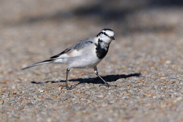 White Wagtail Walking on Ground and Observing Surroundings, Tokyo, Japan