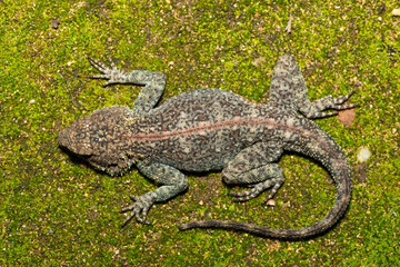 Southern Rock Agama (Agama atra), also known as a southern African rock agama, on Mossy Ground –...