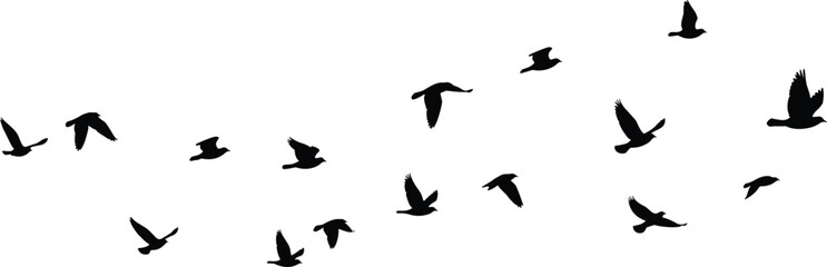 Flying birds silhouette illustration, bird flock in sky, nature wildlife vector, migratory birds, freedom concept, minimal black and white design