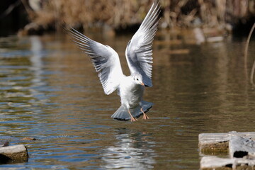 Black-headed Gull Preparing to Land on Pond Surface, Tokyo, Japan