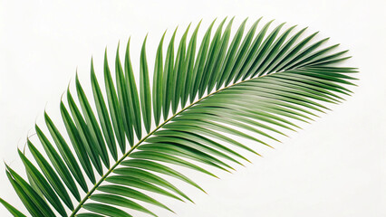 Obraz premium green palm leaf