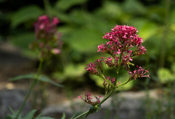 Red Valerian Flower
