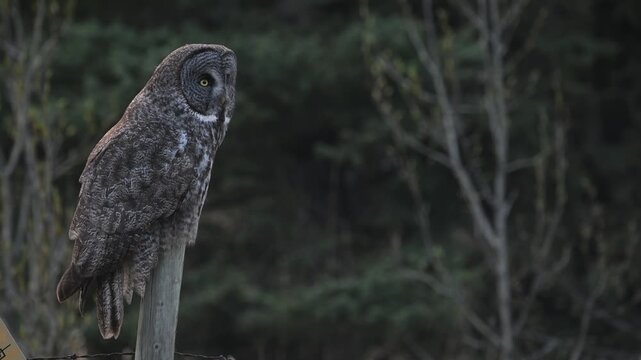 Great grey owl perched on a fence, hunting