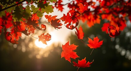 Autumn leaves falling from a tree with sunlight shining through the branches.