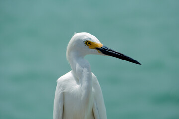 Kranich in Südflorida