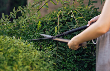 A person trims a lush green bush using large shears in a well-maintained garden. The sunlight...