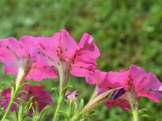 Colony of aphids on petunia flowers