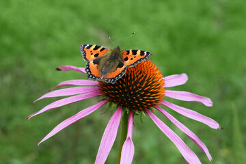 Small tortoiseshell (Aglais urticae) butterfly on Echinacea purpurea flower