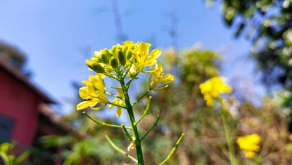 a close up of a yellow flower