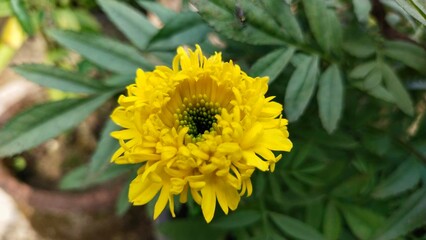 a yellow flower with green leaves