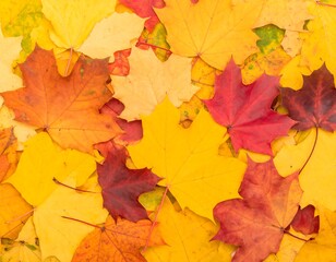 Fototapeta premium Autumn leaves strewn on ground