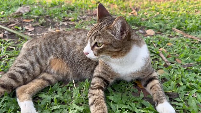 Close-up of a tabby cat sitting on the grass, looking at things and licking itself.