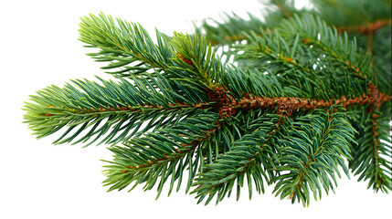 Obraz premium fir tree branch