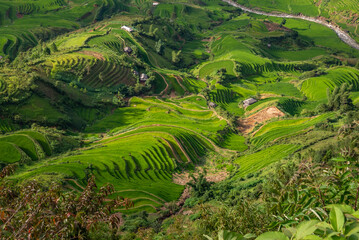 Rice fields on terraces of Mu Cang Chai, Vietnam.