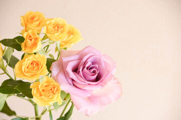 紫と黄色のばら