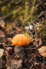 Wild Porcini edible mushroom grow in the forest