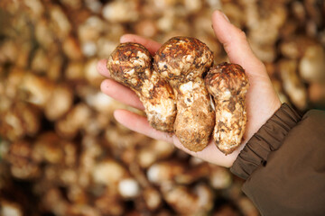 Wild Tricholoma matsutake mushroom in China