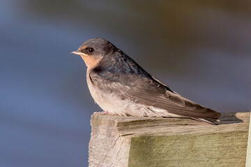 Juvenile Welcome Swallow Perched on Wooden Post