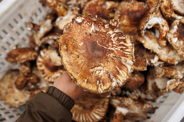 Wild Tricholoma matsutake mushroom in China