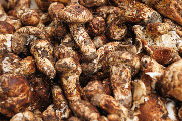 Wild Tricholoma matsutake mushroom in China