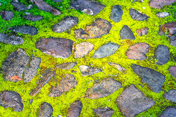 Paving stones and moss road texture in National Park Belarus.