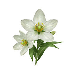 Two Delicate White Flowers with Green Leaves on Transparent Background