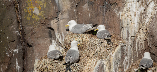 Kittiwake  Rissa tridactyla  nesting on a cliff edge