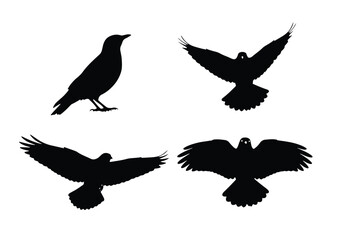 Fototapeta premium Black crow or raven silhouettes in various flying and perched poses, isolated on a white background