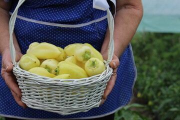 The woman harvested a wonderful crop of peppers in her village garden.