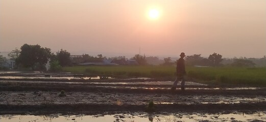 morning in the field rice with silhouette