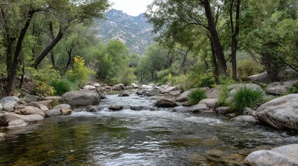 Arizona Stream. Flowing Creek in Sabino Forest Landscape with Mountain View