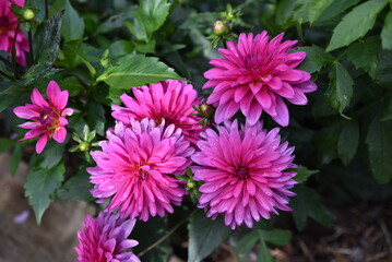 Dahlia rose au jardin en été