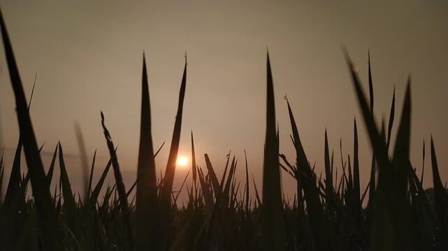 reeds at sunset